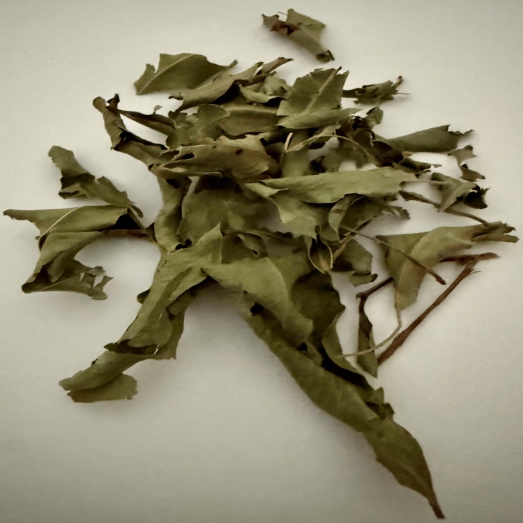 Anise Myrtle partial leaf